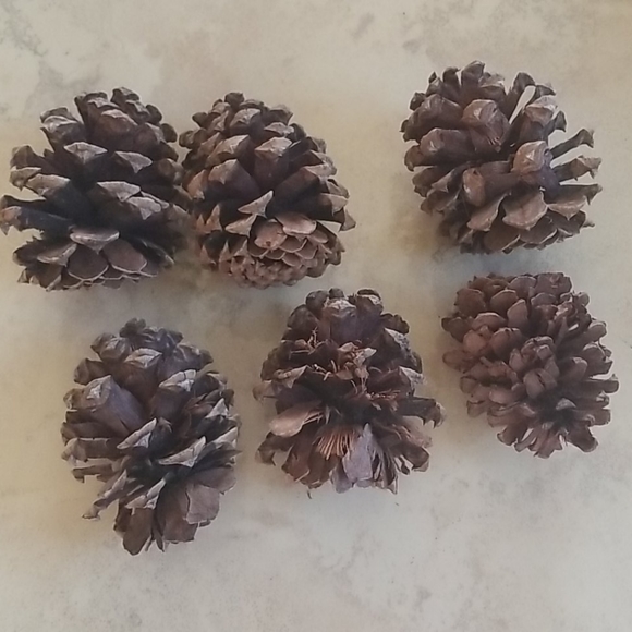 SALE! Bundle of 6 Pinecones - Picture 4 of 4
